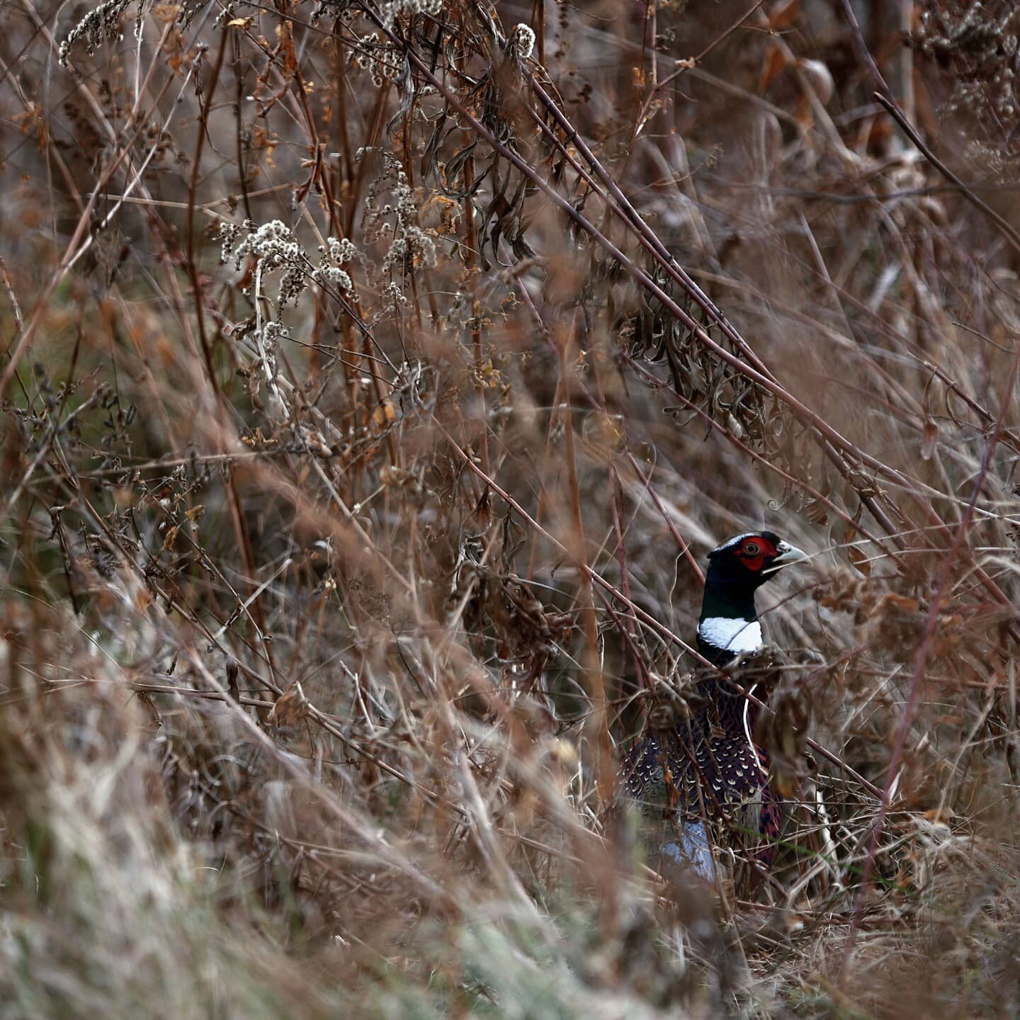 Having fun photographing the pheasants. There are at least 5 living in the tall grass near our house, easily seen at a distance but of course elusive whenever the camera comes out. #homenatgeo #iseeyou #prettybirds