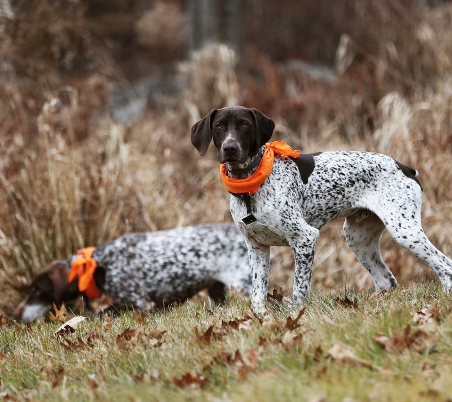 Hunting season. Dress appropriately. #shootcamerasnotguns #hikesafe #ringneckpheasant #birddogs

Also, at 6mths, Owen is already looking more dog and less puppy.