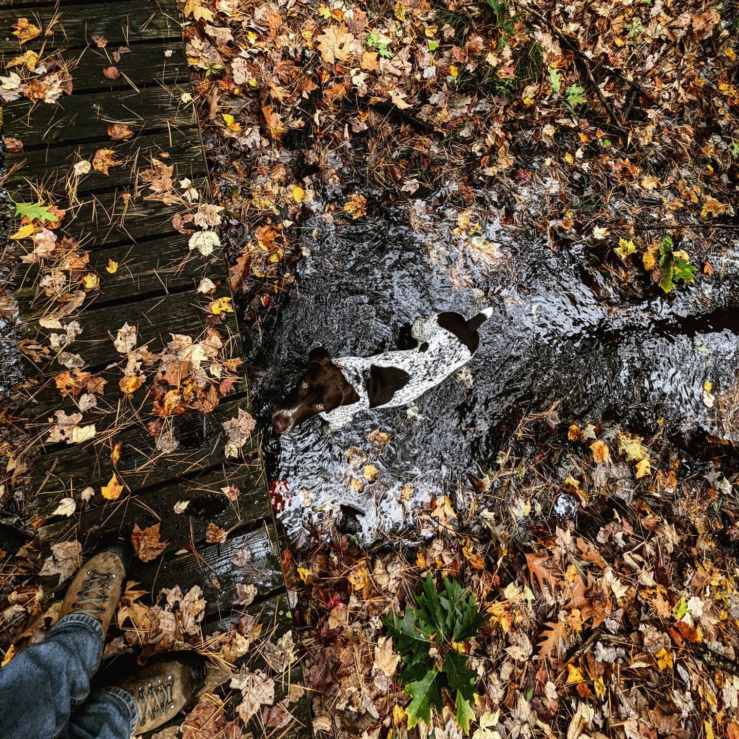 Obligatory annual feet-in-leaves fall photo. #puppybonus #getoutside