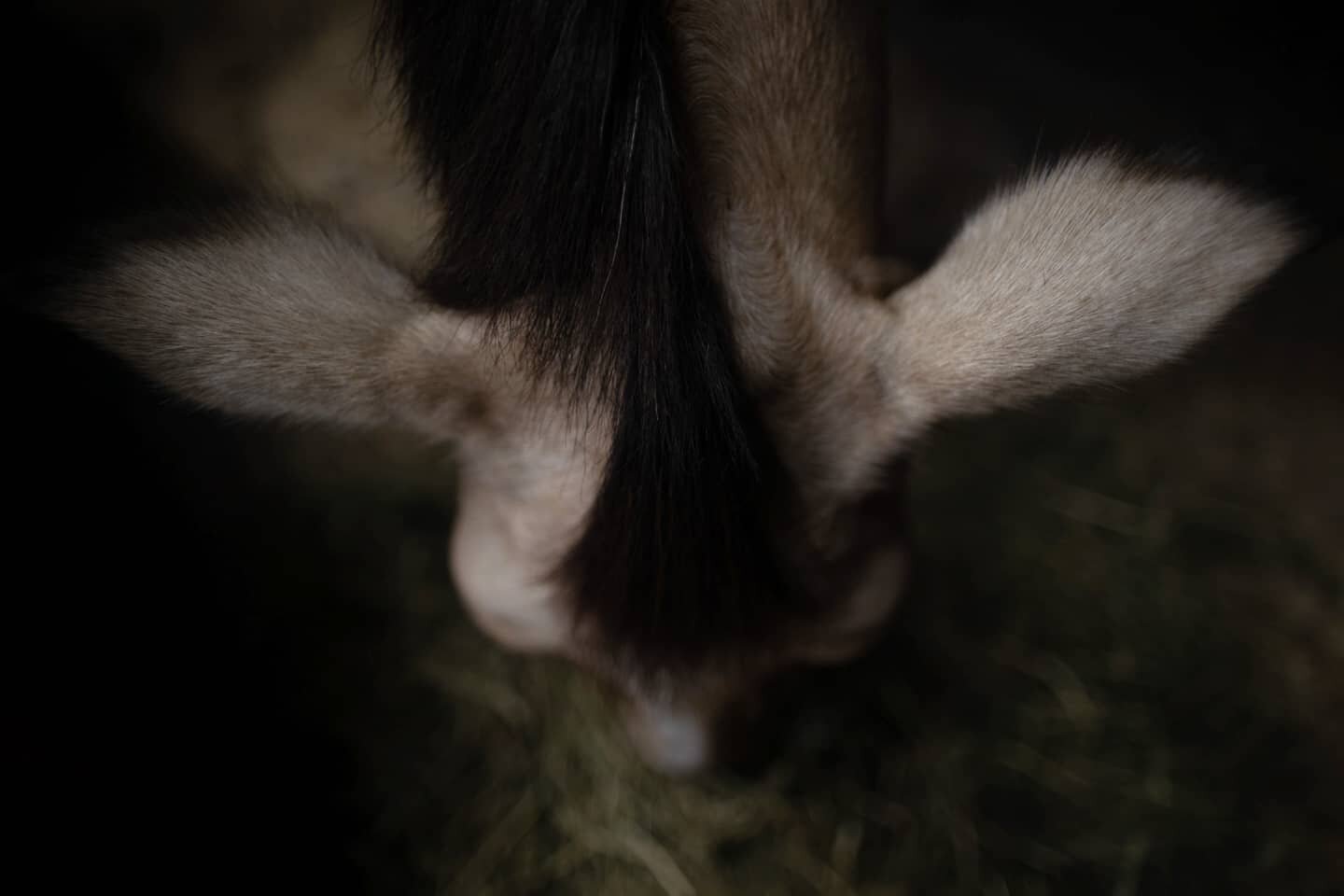 A friend asked me to take a photo of her horse. Hope she likes it. Probably should have taken more than one just in case. #ponypics #differentperspective #demears