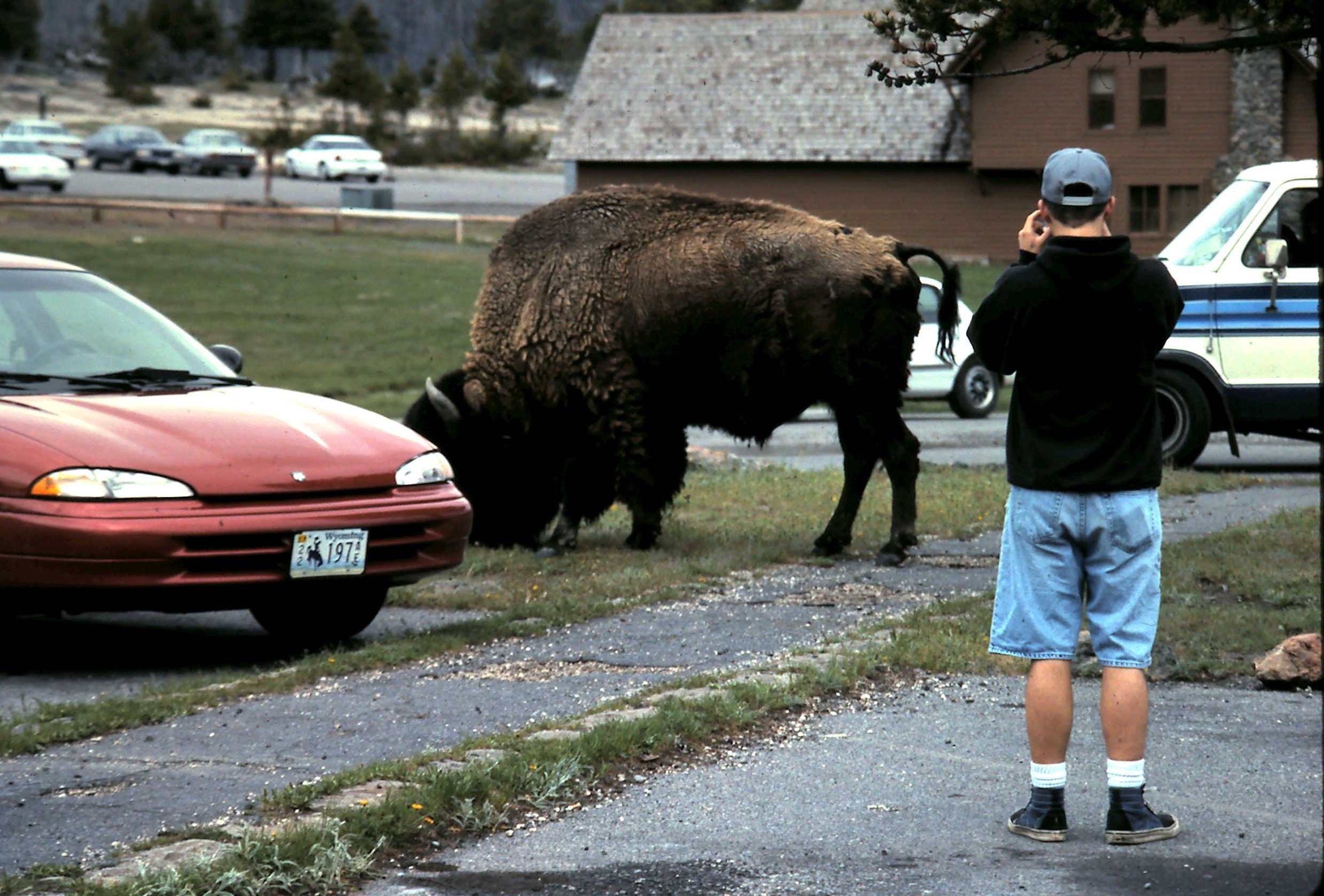 1 yellowstone 23z.jpg