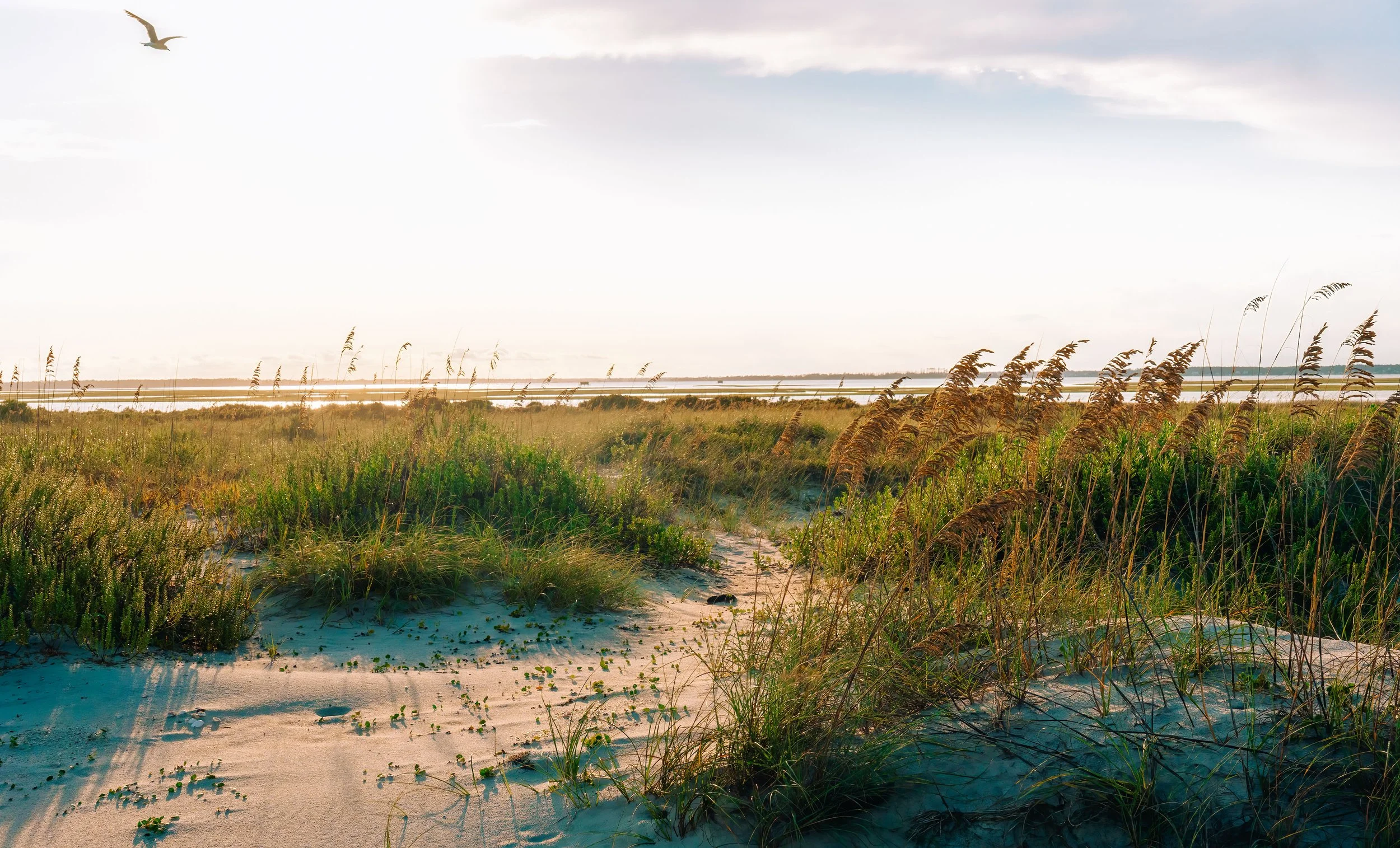 Beach with sand dunes, tall grasses, and a seagull flying in the sky during sunset.