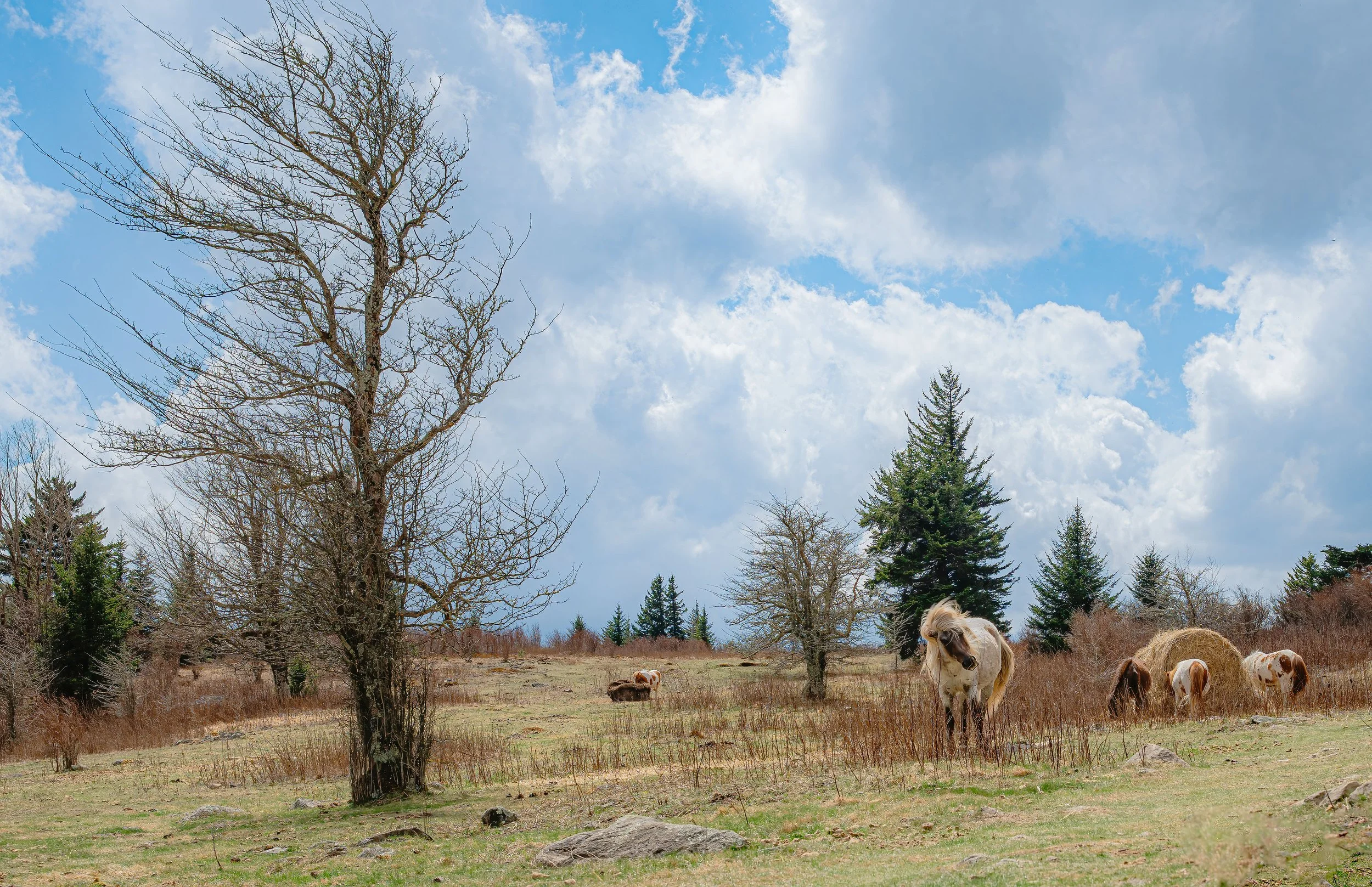 A rural landscape with a few leafless and evergreen trees, a grassy field with rocks, and several horses grazing under a partly cloudy sky.