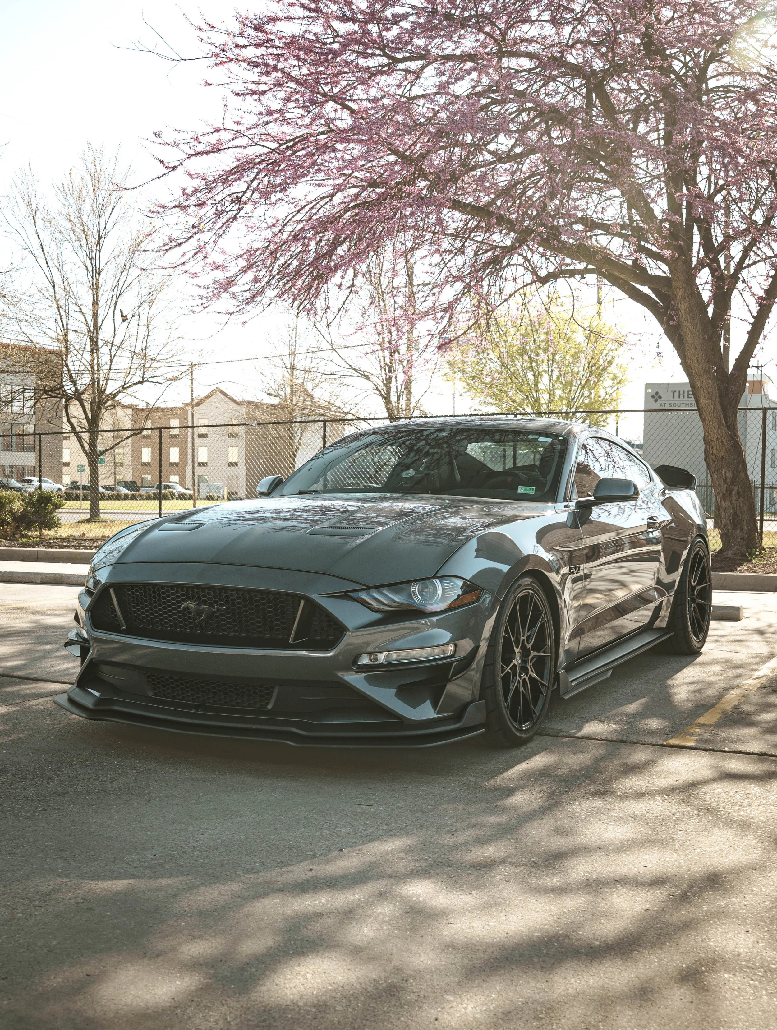 Gray Ford Mustang parked in a parking lot under a tree with pink blossoms.