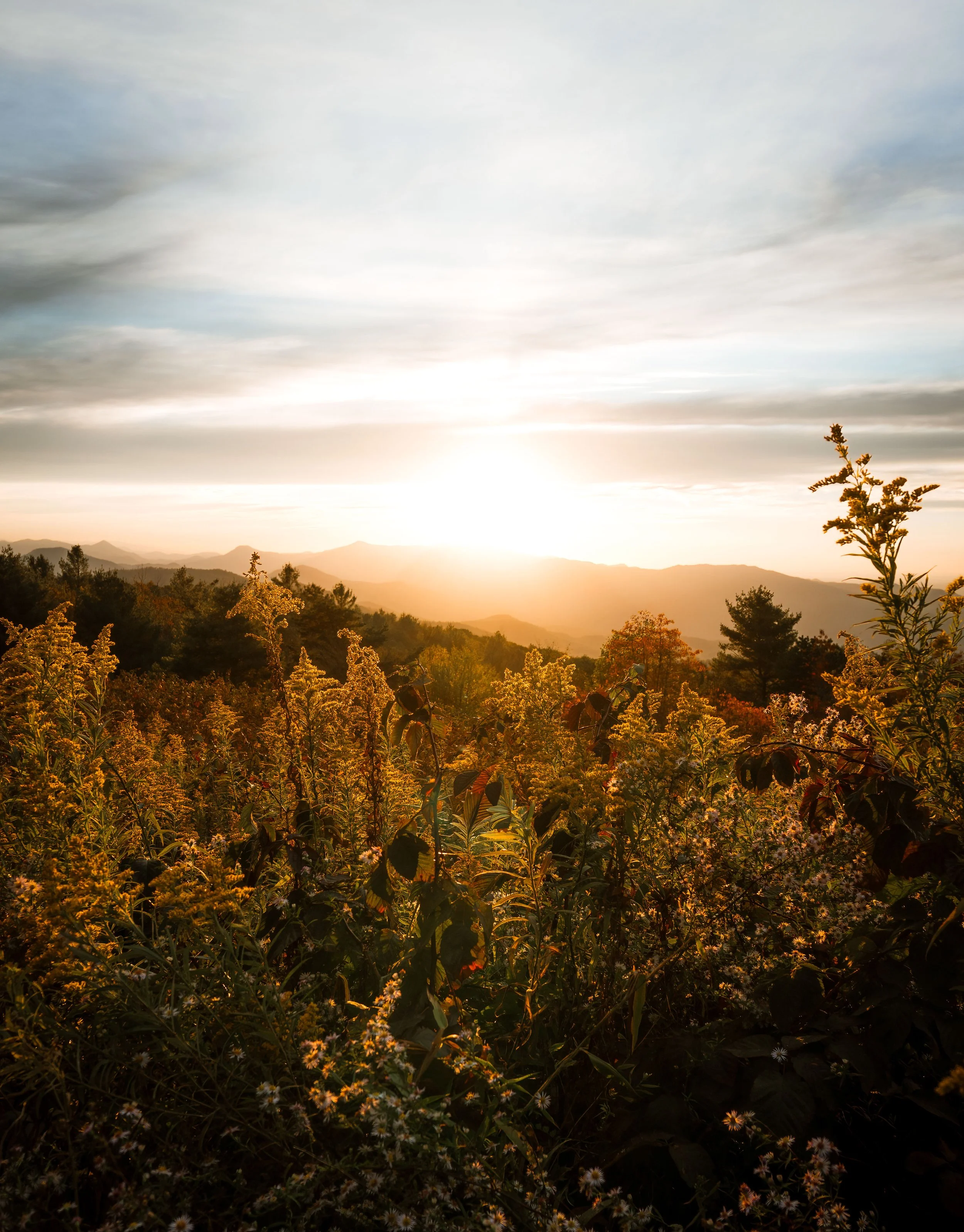 Sunrise over a mountain landscape with a field of wildflowers in the foreground.