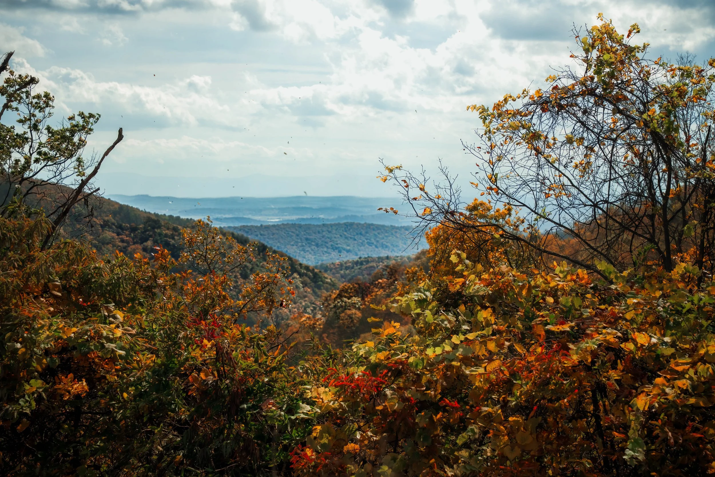 Autumn landscape with colorful trees in the foreground and rolling hills in the distance under a cloudy sky.