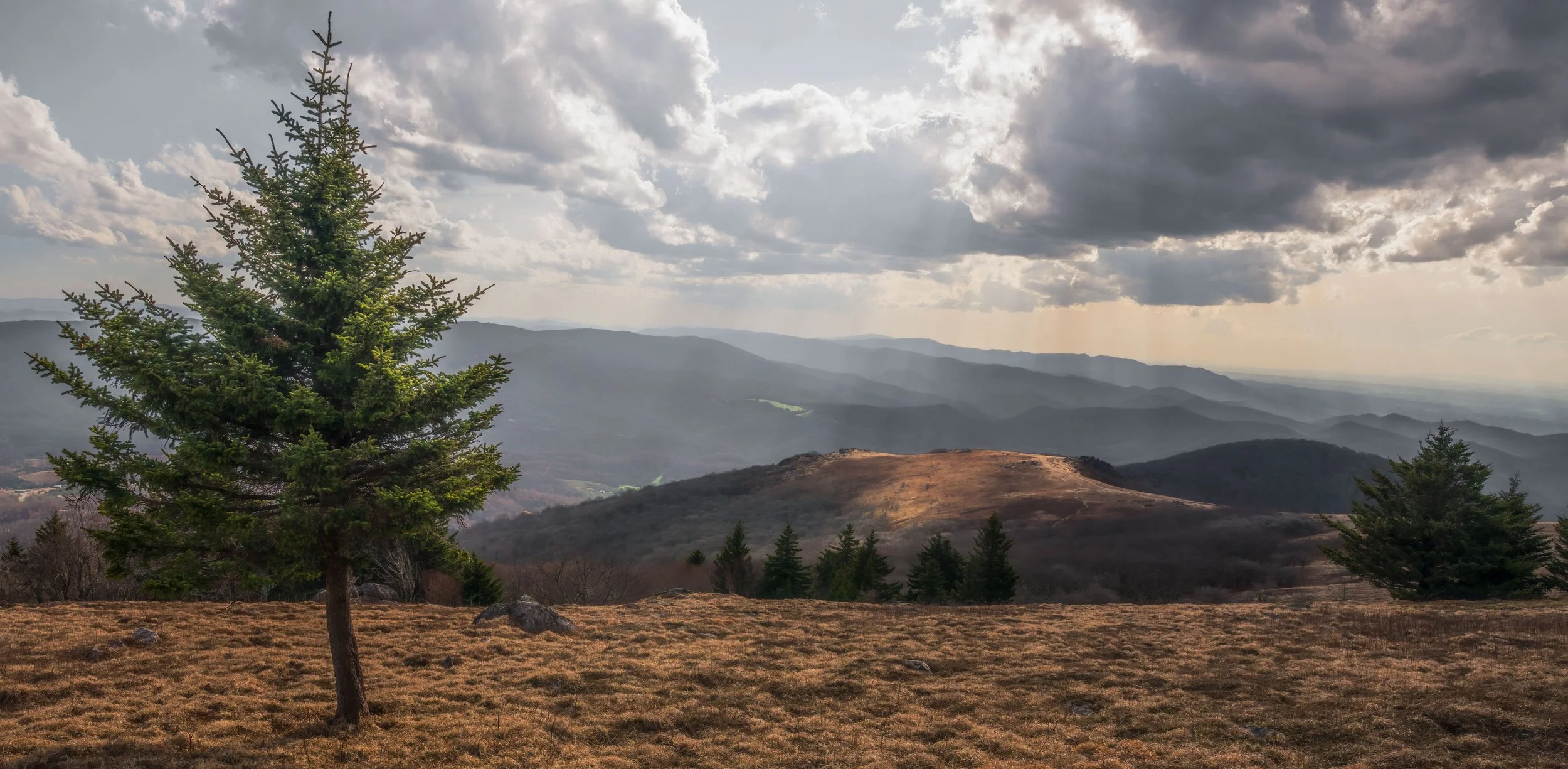 A scenic landscape of rolling hills and distant mountains under a partly cloudy sky, with a prominent green pine tree in the foreground on a grassy plain.