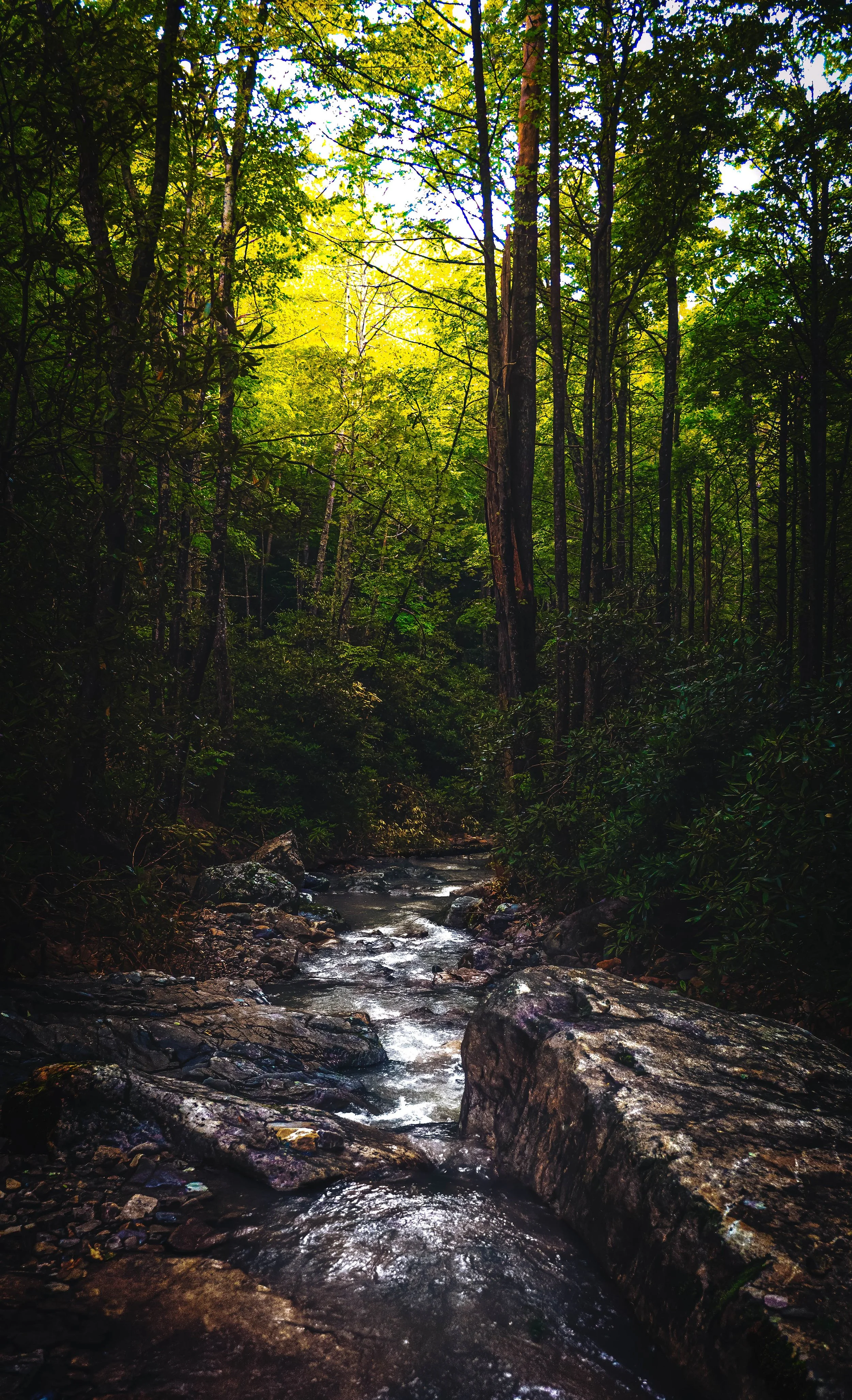 A forest scene with a small stream flowing over rocks surrounded by dense green trees and foliage under a partly cloudy sky.