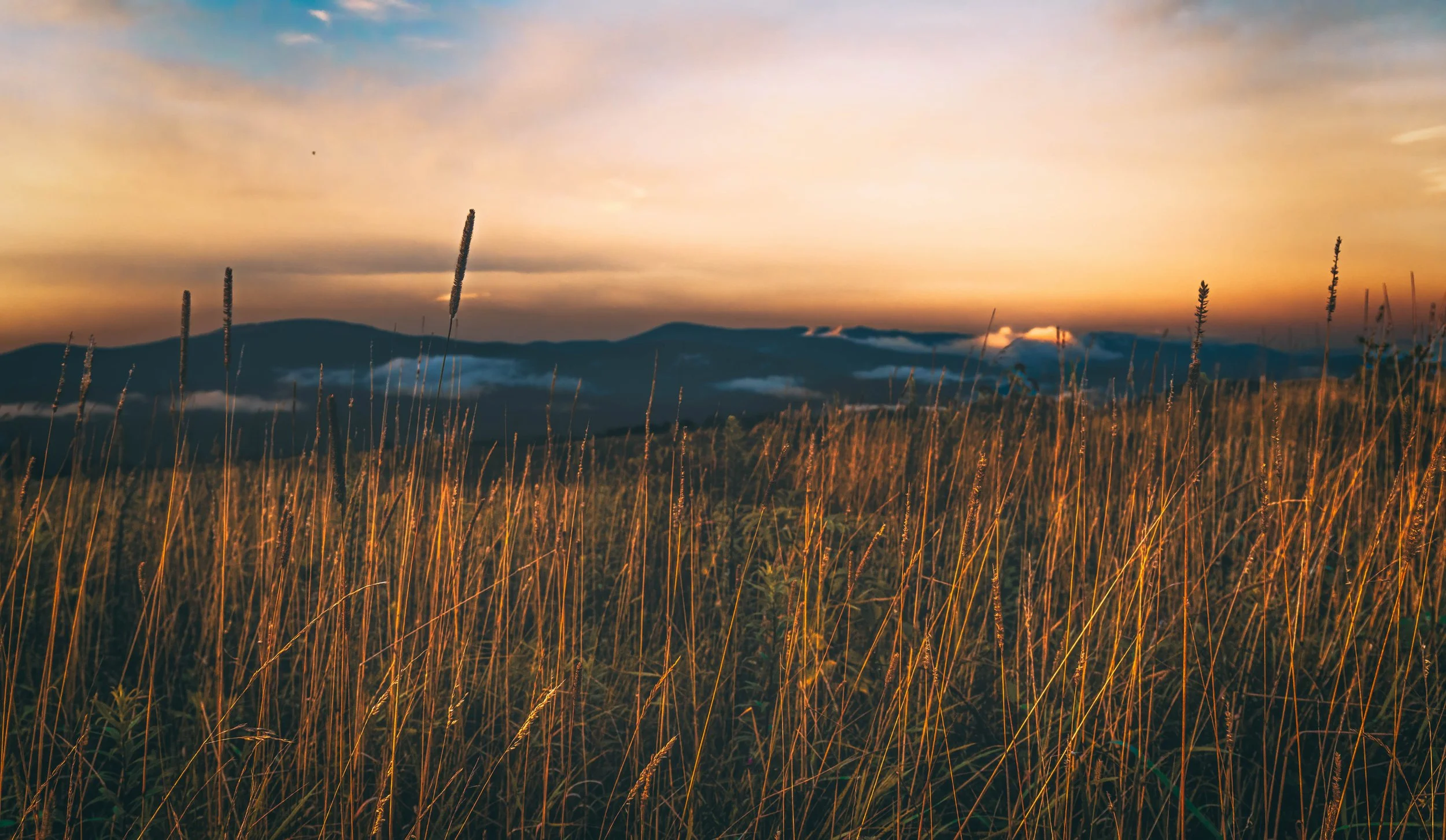 Golden grass in a field during sunset with mountains in the distance and clouds in the sky.
