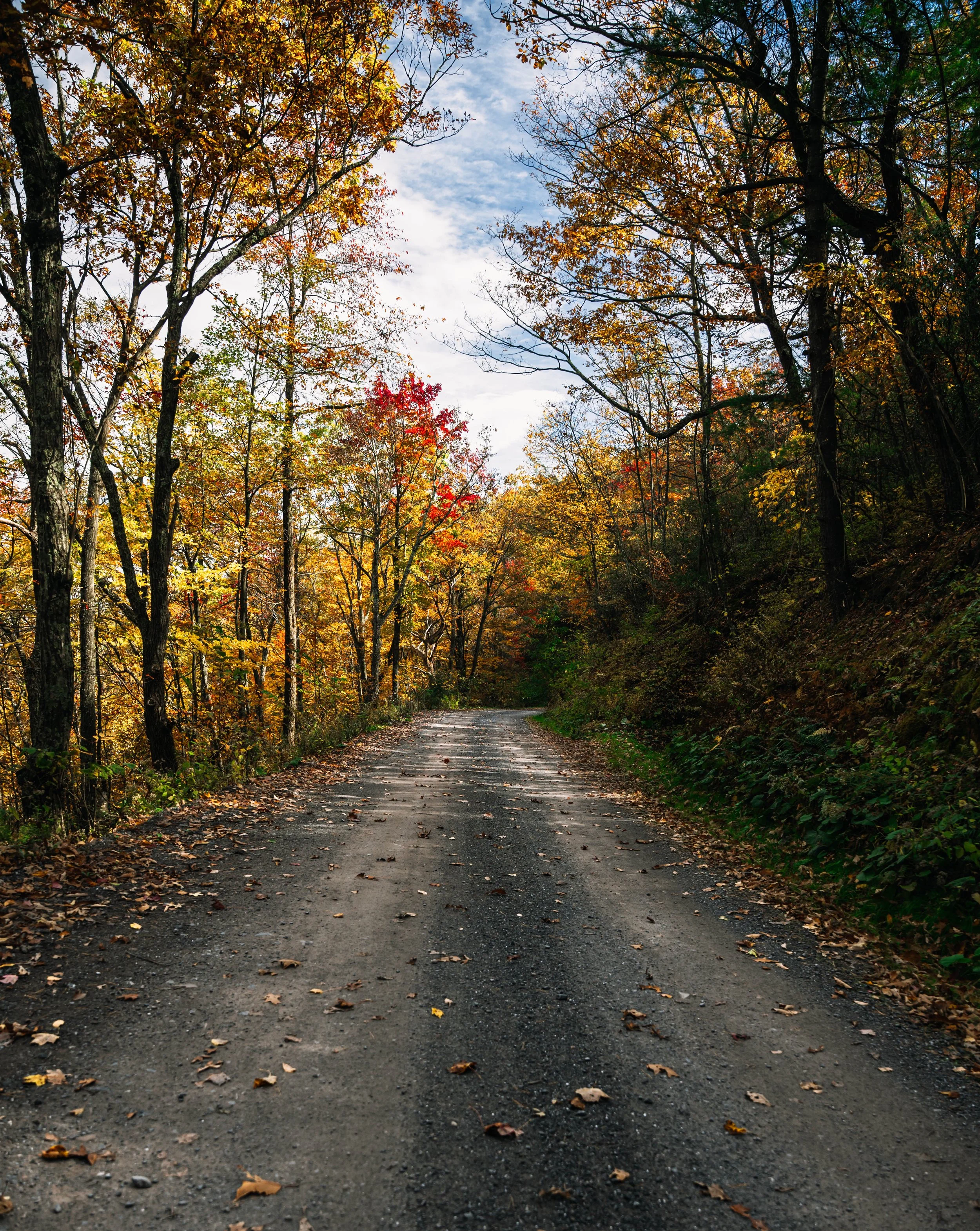 A dirt road surrounded by trees with autumn leaves, some yellow, orange, and red, under a partly cloudy sky.