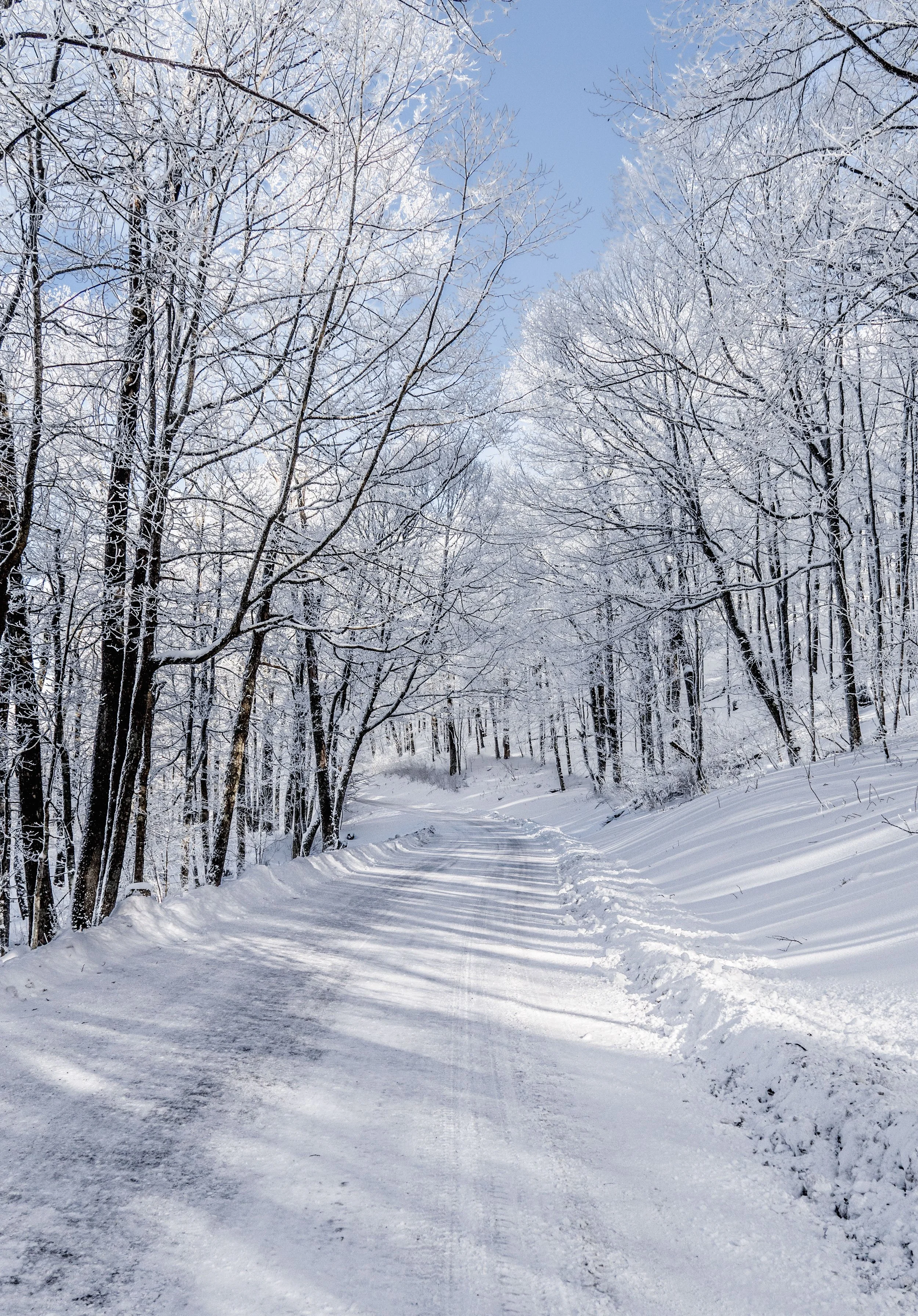 Snow-covered forest path with trees blanketed in snow and a clear blue sky overhead.