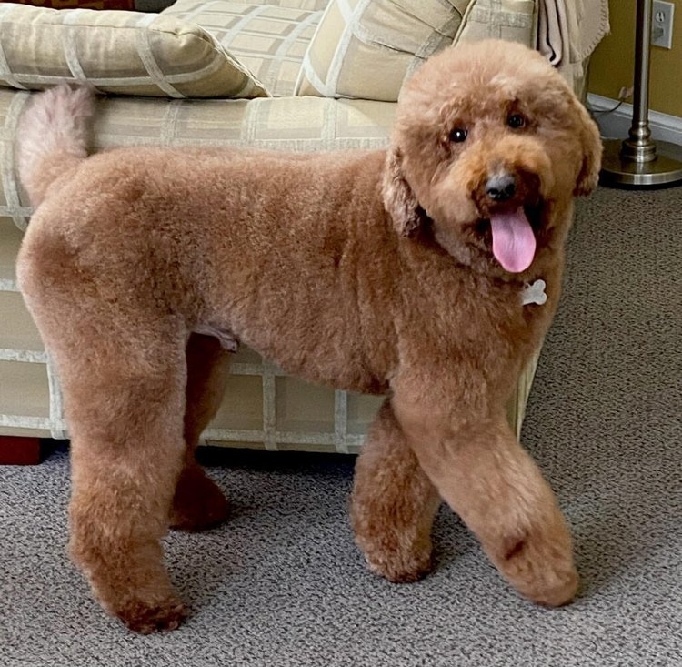 Rory - AKC Red Poodle (Dad) - click for bio!