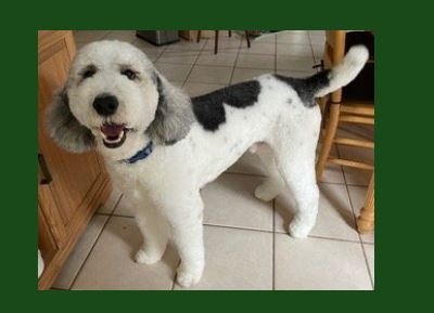Loki - AKC Standard Poodle (Dad) - click for bio!