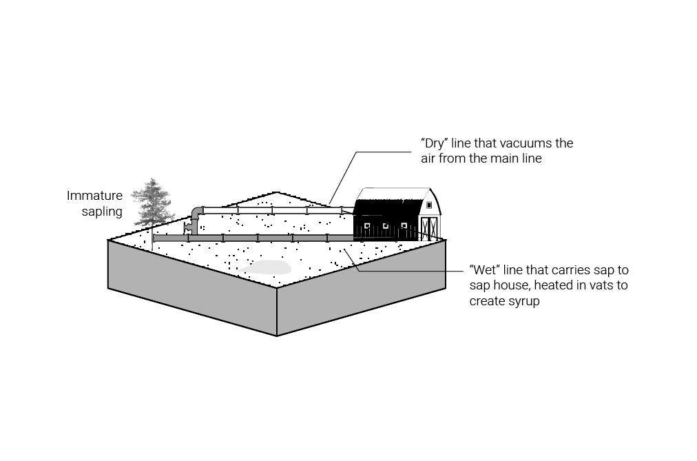 VACUUM PIPING. The vacuum tubing system applies suction to obtain sap stored in the depths of the trunk. The tubing flows directly from the young sapling into a lateral line that splits into the wet and dry tubes; the dry line takes in the air while
