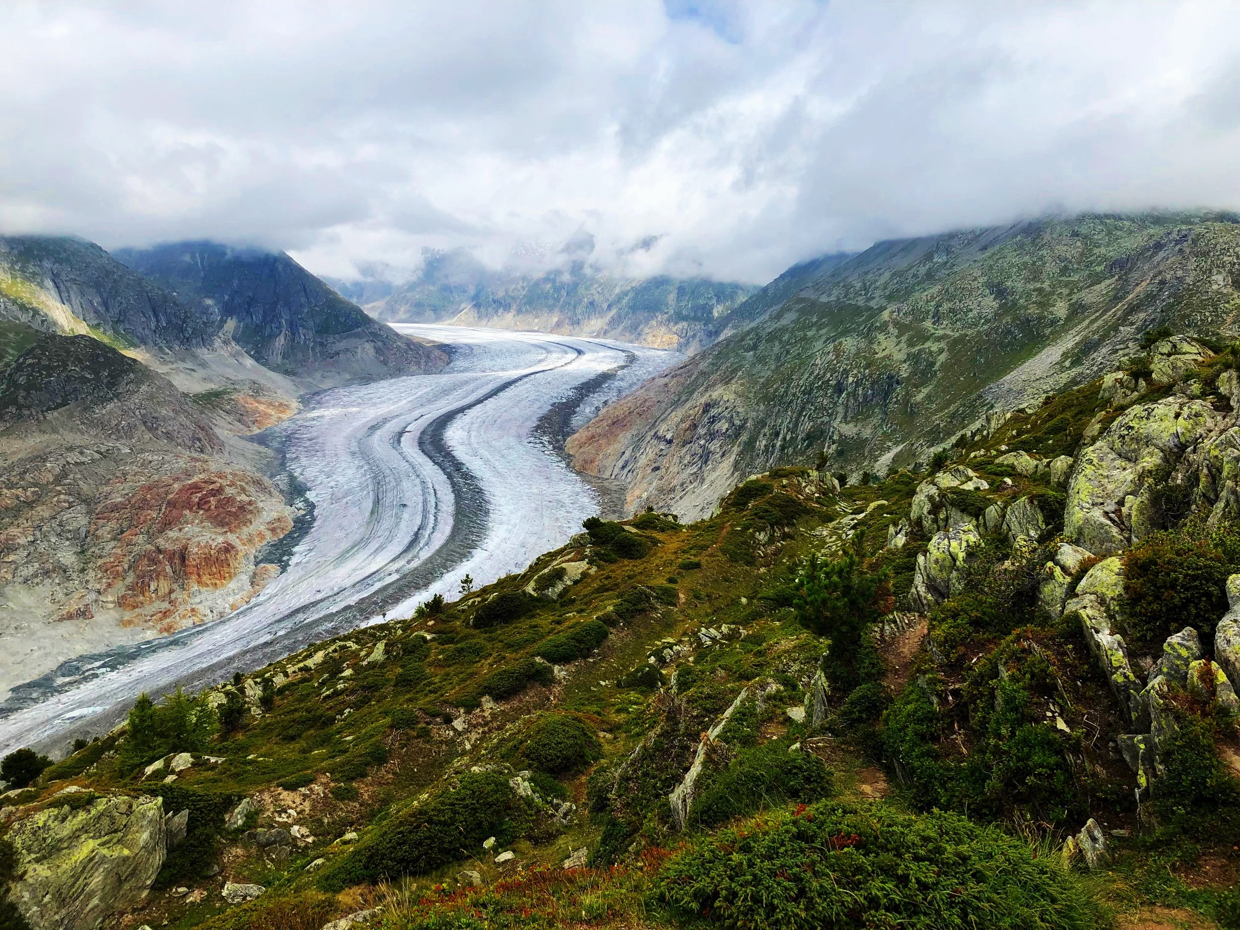 aletsch-glacier-bushes.jpg