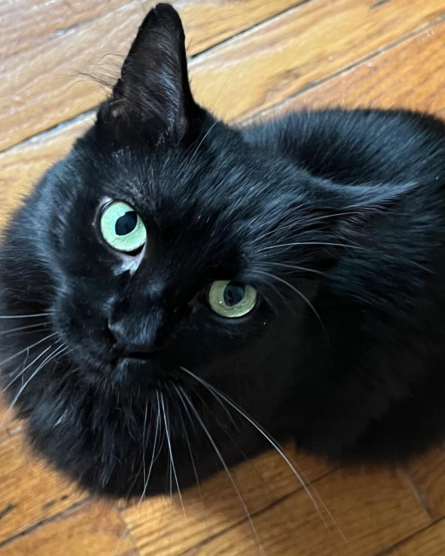 That cat is as they say, out of the bag! We are happy to welcome this sweet, funny, gentle being into our home and hearts! She has been with us for the past few weeks, but has been a little camera shy. She has already become a beloved member of our l
