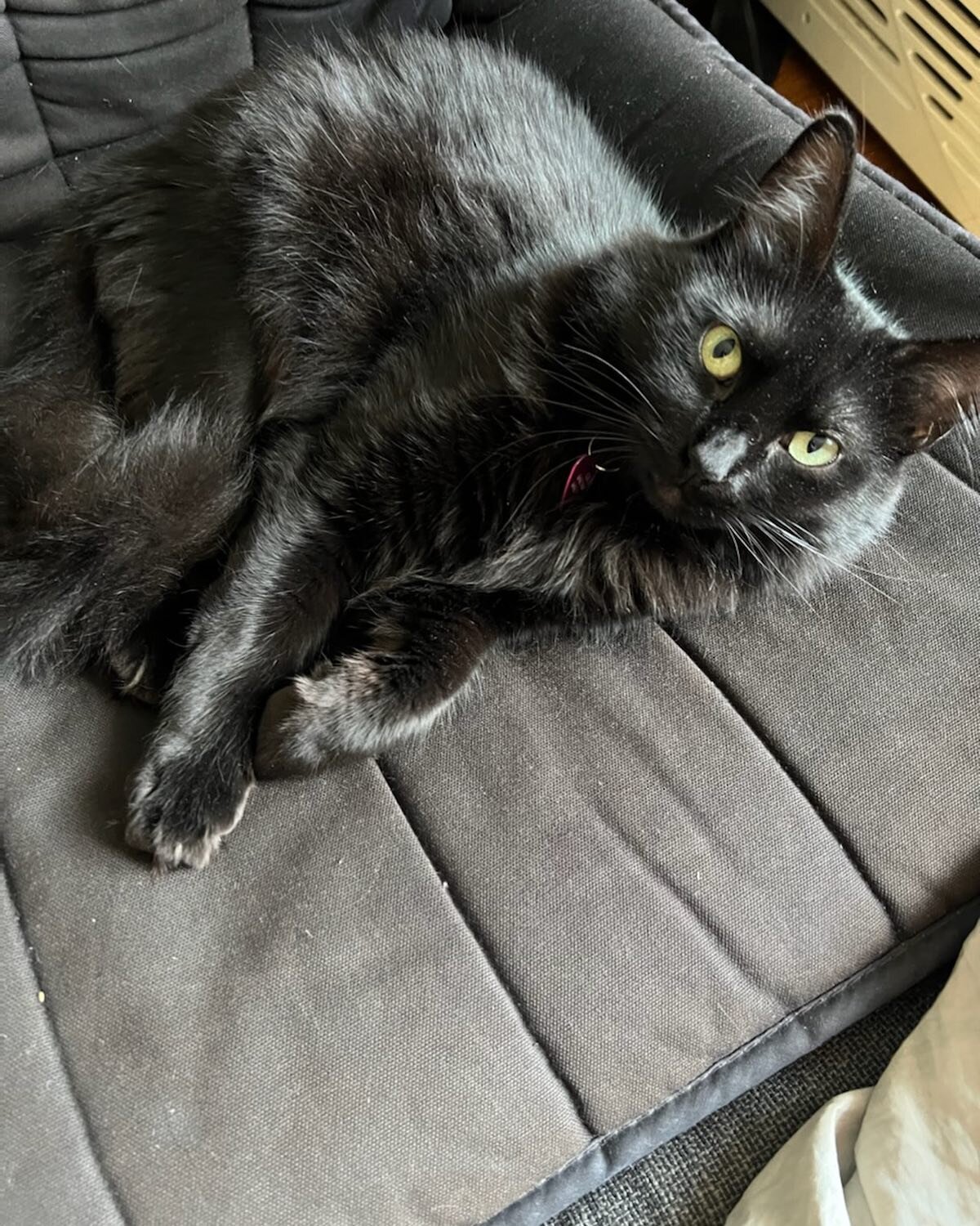 Look at this beautiful being! Gigi, cat model extraordinaire! #catsofinstagram #blackcatsofinstagram #blackcatmagic 📸Jennifer Axelson