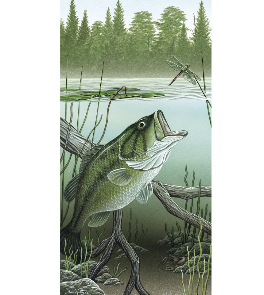 SQ5012DW - Large Mouth Bass by Dan Waltz — Welcome to The Art of