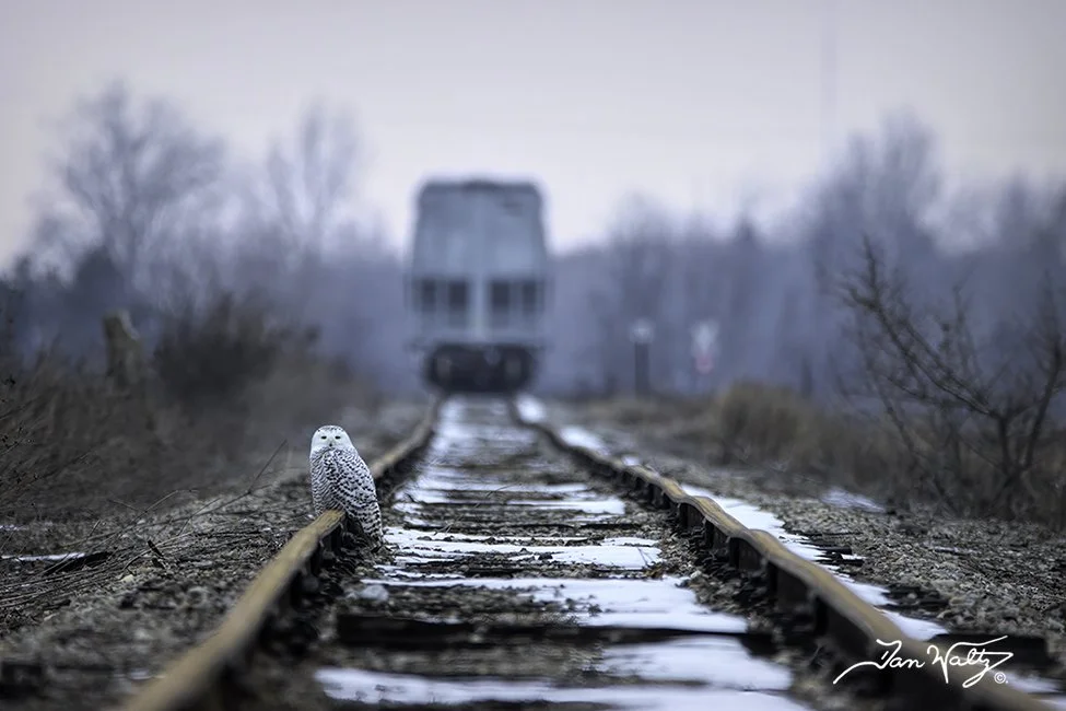 SQ4149DW-Female Snowy Owl on Train Tracks