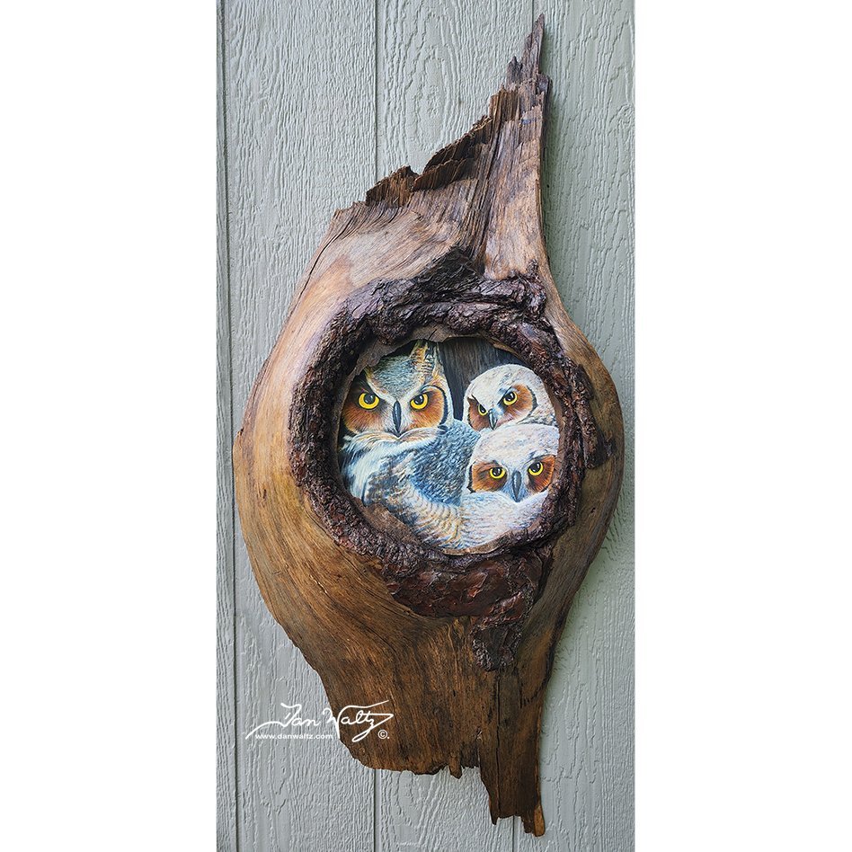 #SQ9228525 - Great Horned Owl Nest by Dan Waltz