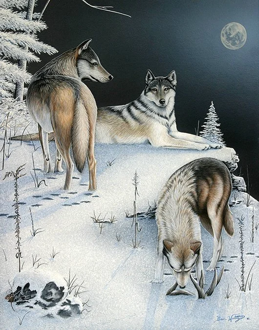 SQ5015DW - Moonlighting, Timber Wolves by Dan Waltz
