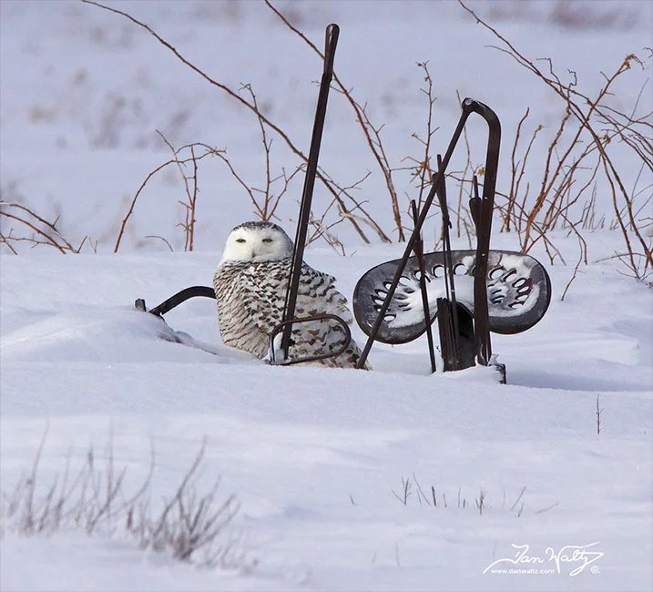 SQ8082DW- Snowy Owl with Tractor by Dan Waltz