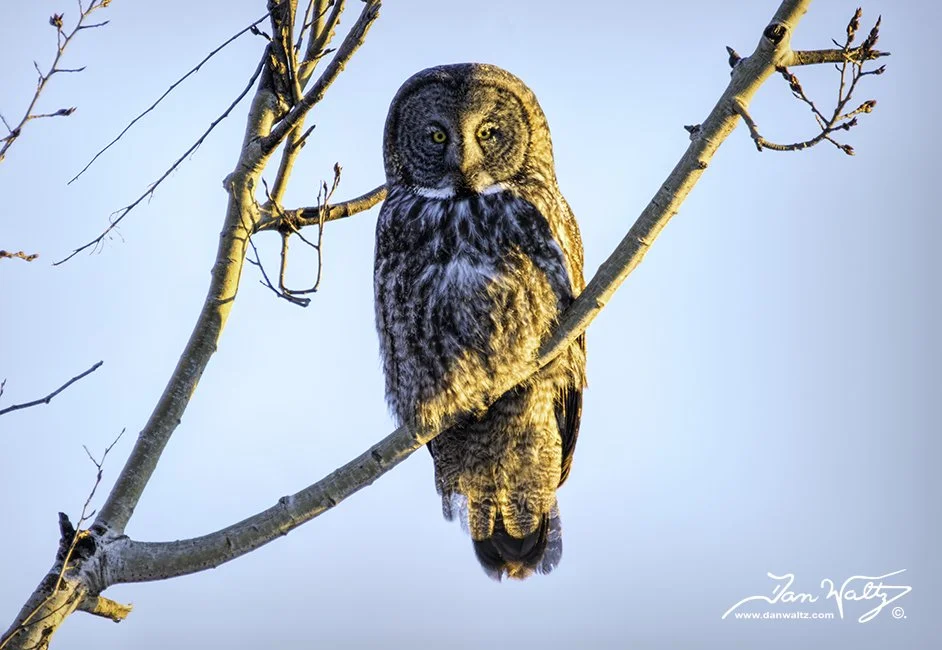 SQ0139DW - A Frosty Great Gray Owl (#SZB -34 degrees) by Dan Waltz