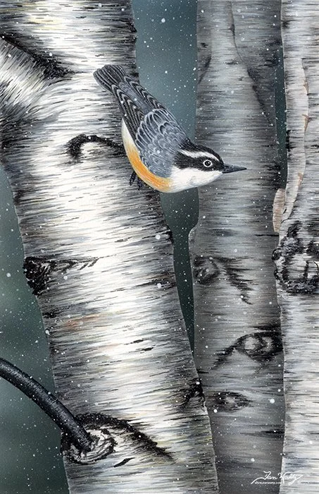 SQ5001DW - Red Breasted Nuthatch on a Birch Tree by Dan Waltz