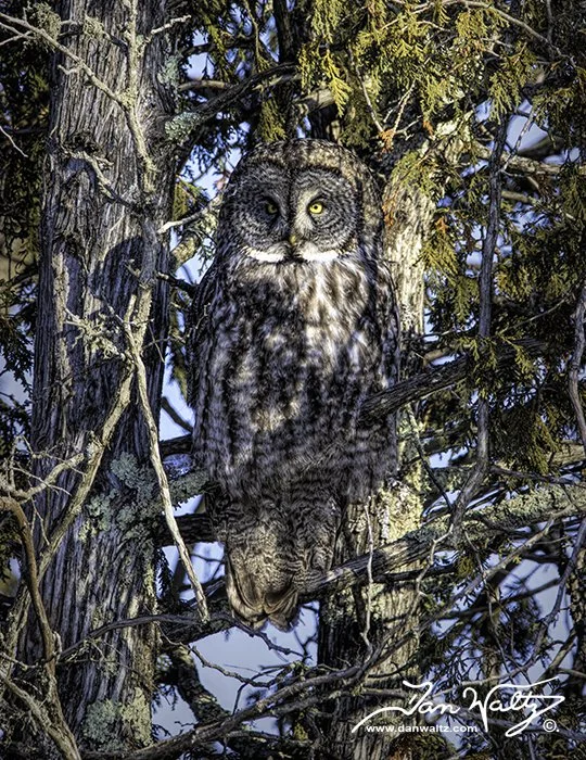 SQ9677DW - The elusive Great Gray Owl (#SZB) by Dan Waltz