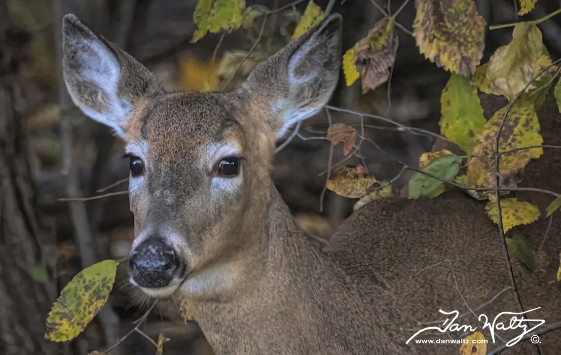 SQ7191DW - Backyard Doe by Dan Waltz - Coming Soon