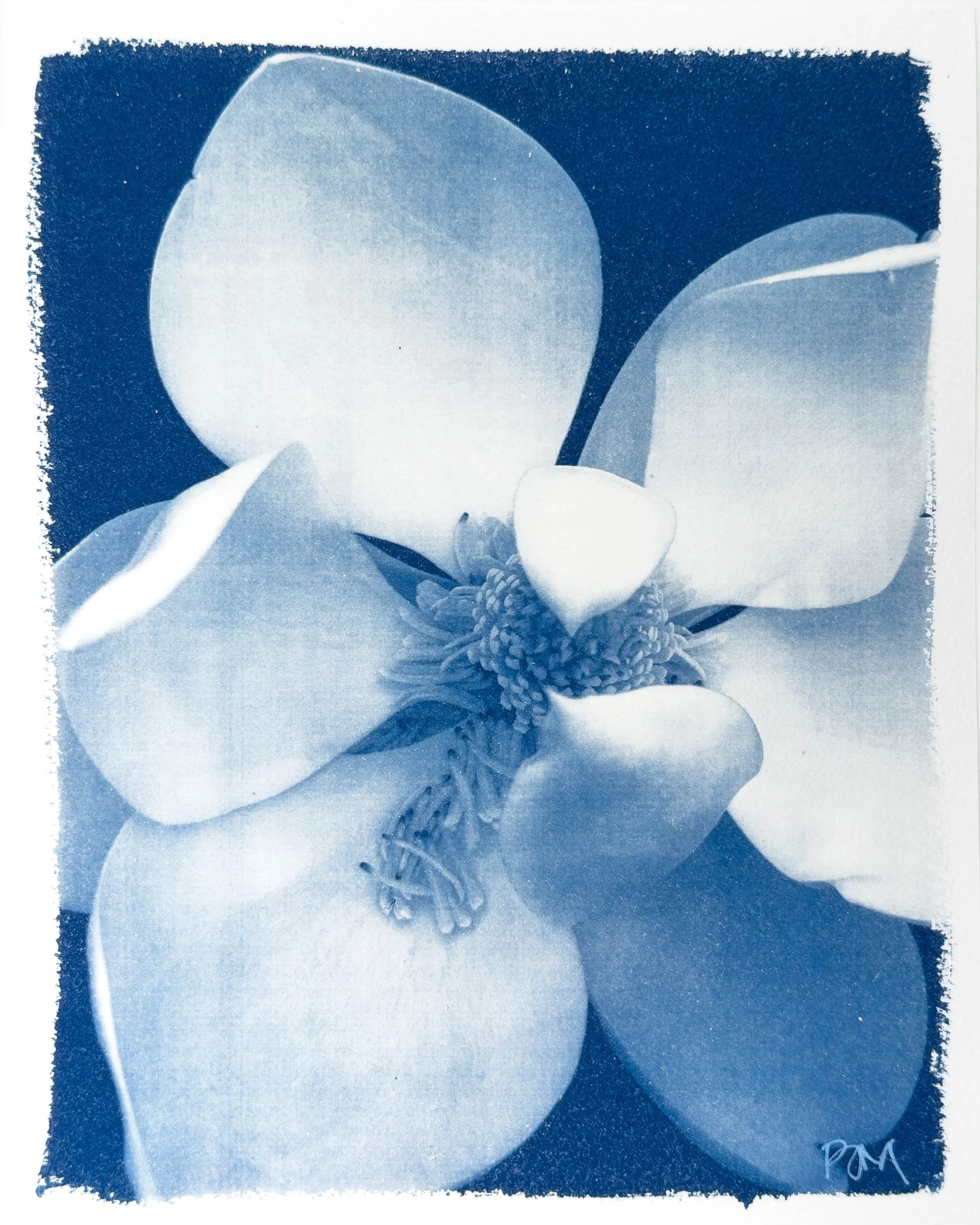 Magnolia Bloom 1, On Paper.jpg