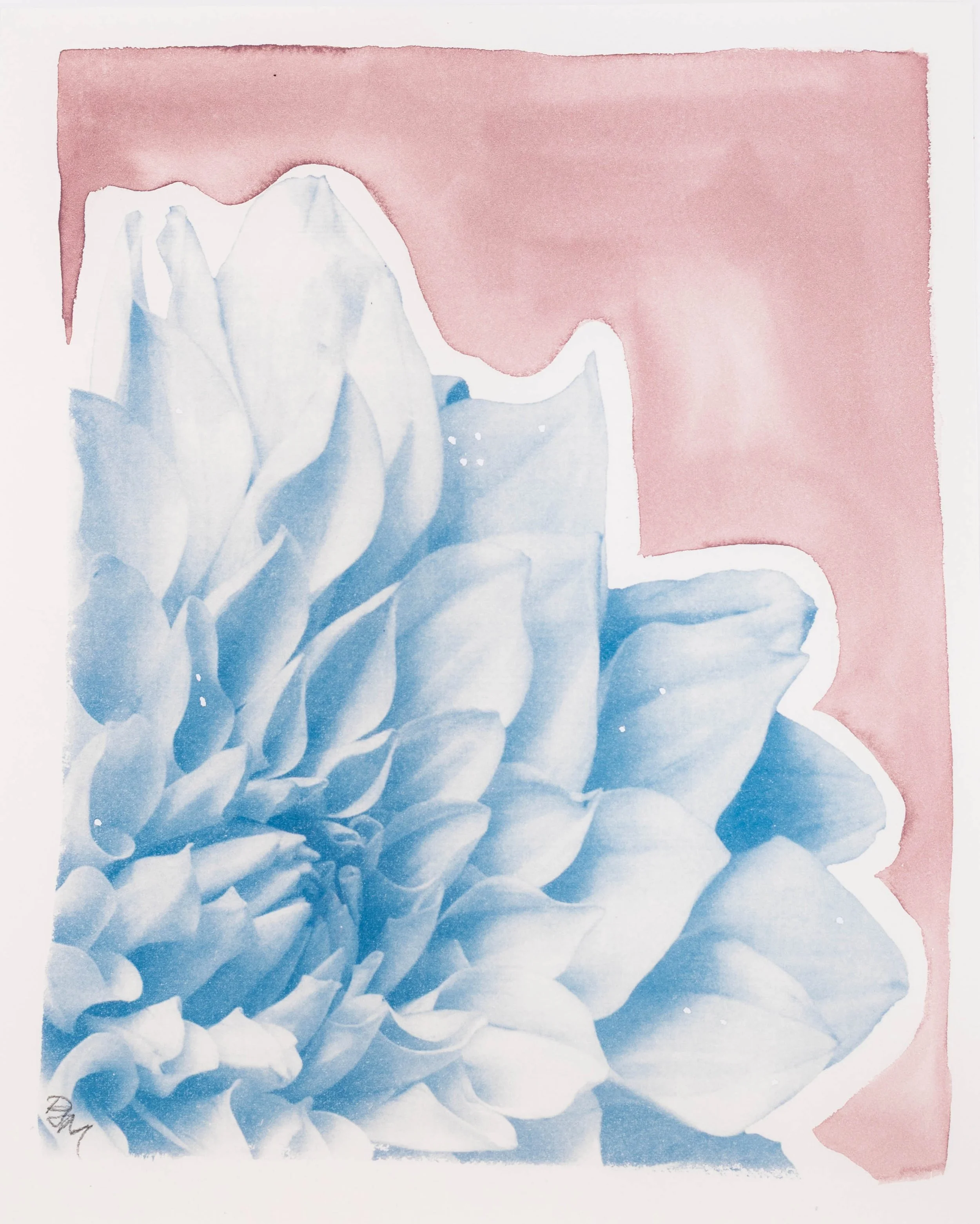 PJM, Blooms-2.jpg