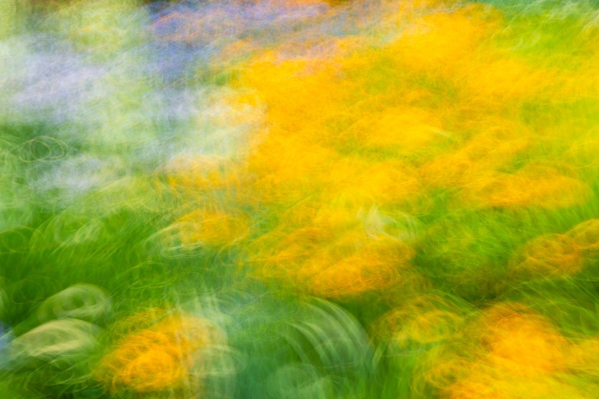 Garden in summer #9