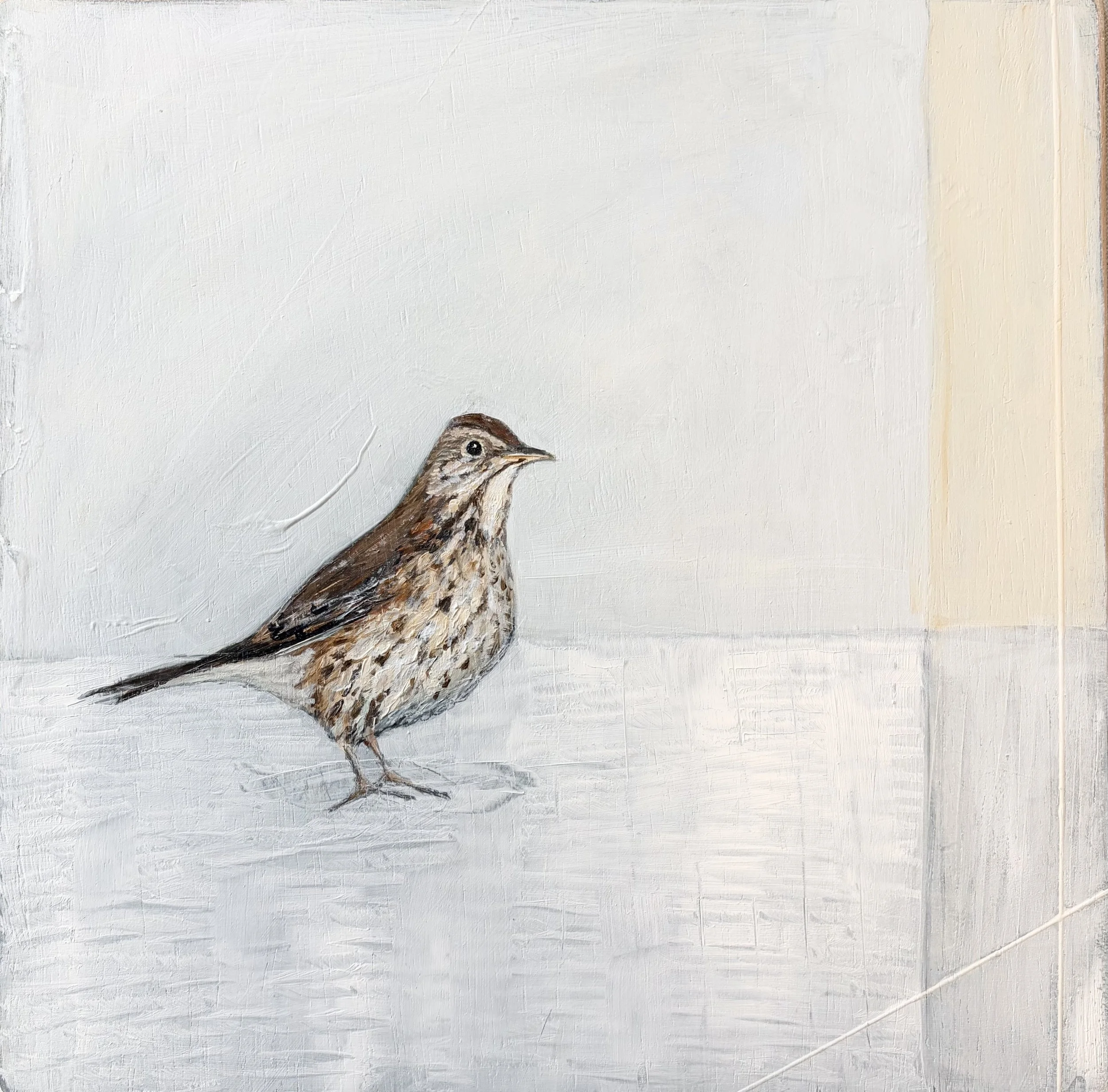 Song Thrush