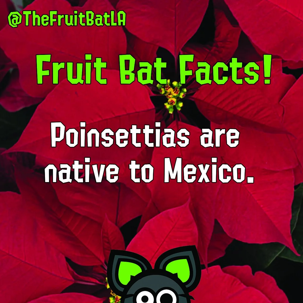 poinsettia FBF INSTA.jpg