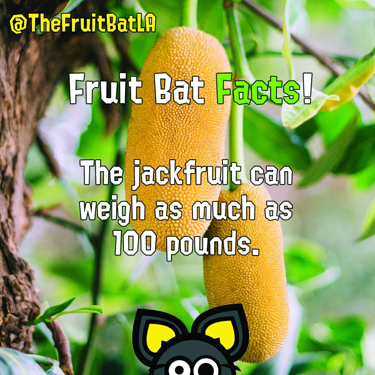 FBF INSTA JACKFT.jpg