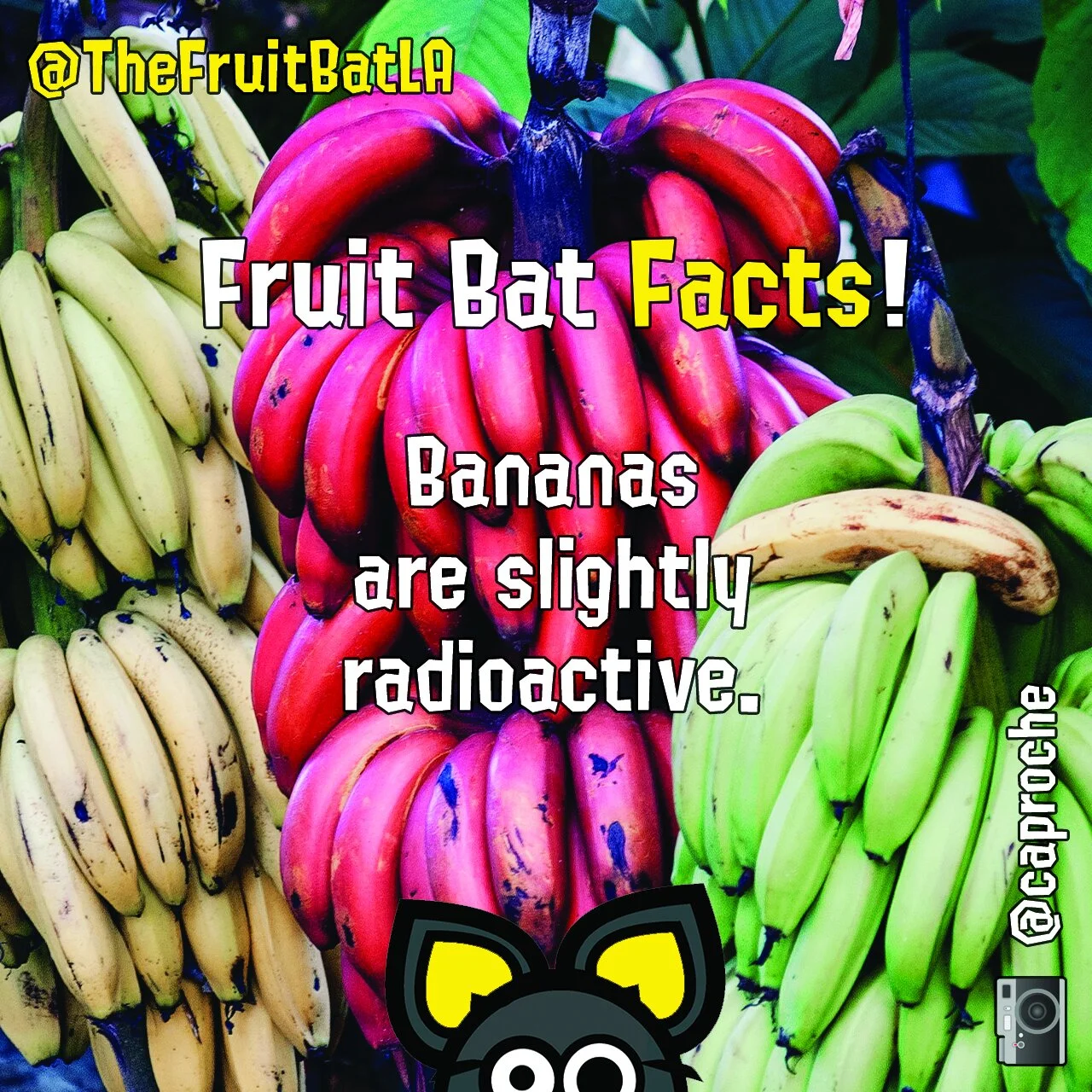 FBF BANANAS RADIOACTIVE.jpg