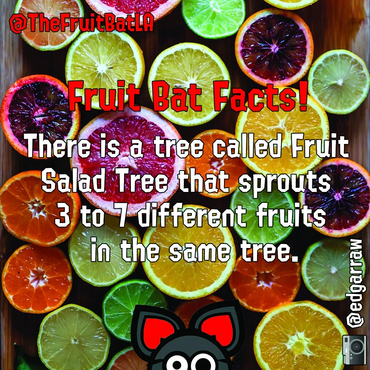 FBF FRUIT SALAD.jpg