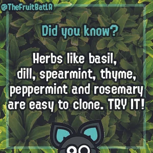 Plant tips 4.jpg