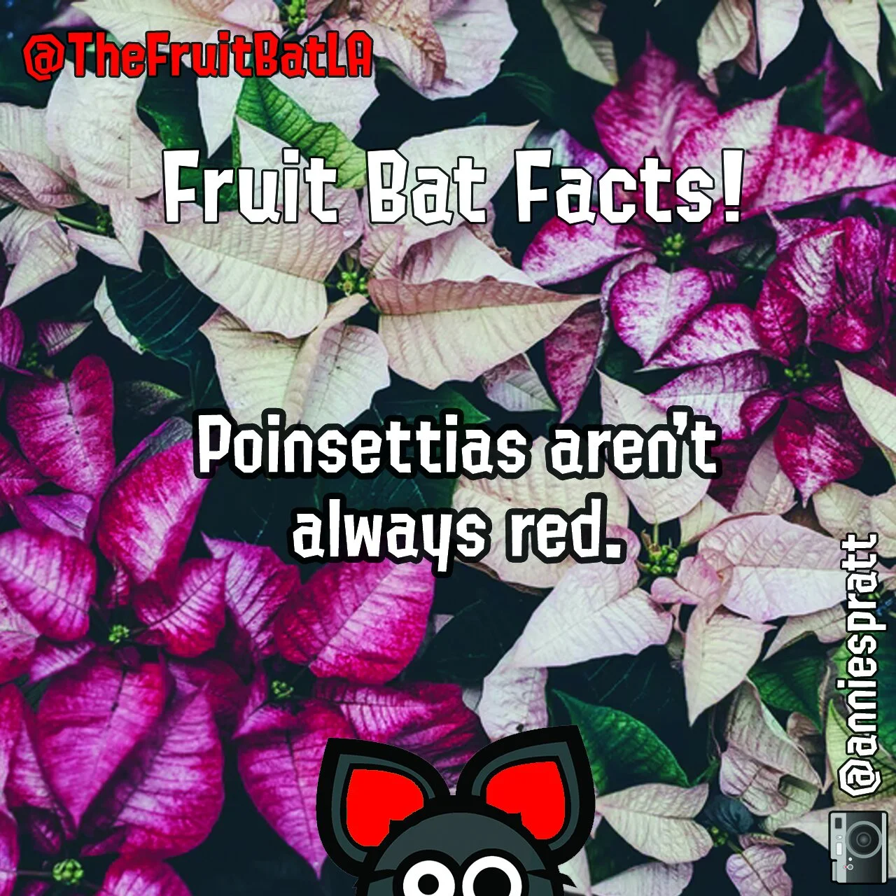 FBF POINSETTIA RED.jpg