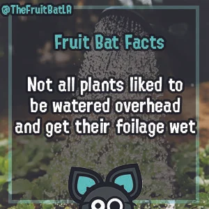Plant tips 1.jpg