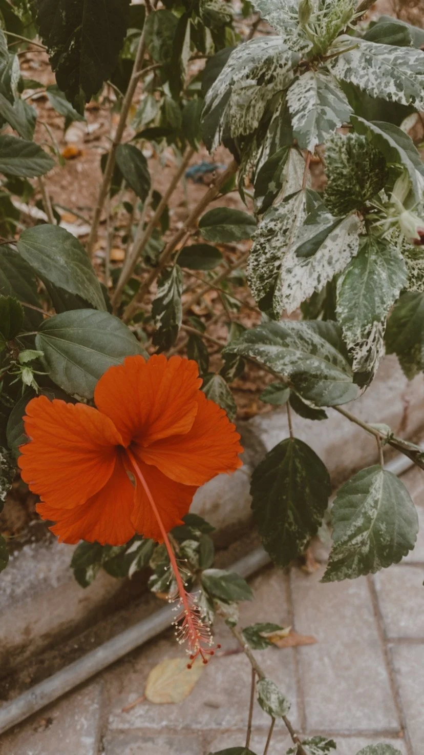 Orange hibiscus flower in Abuja, Nigeria growing in lush garden. Photographed by udee bassey