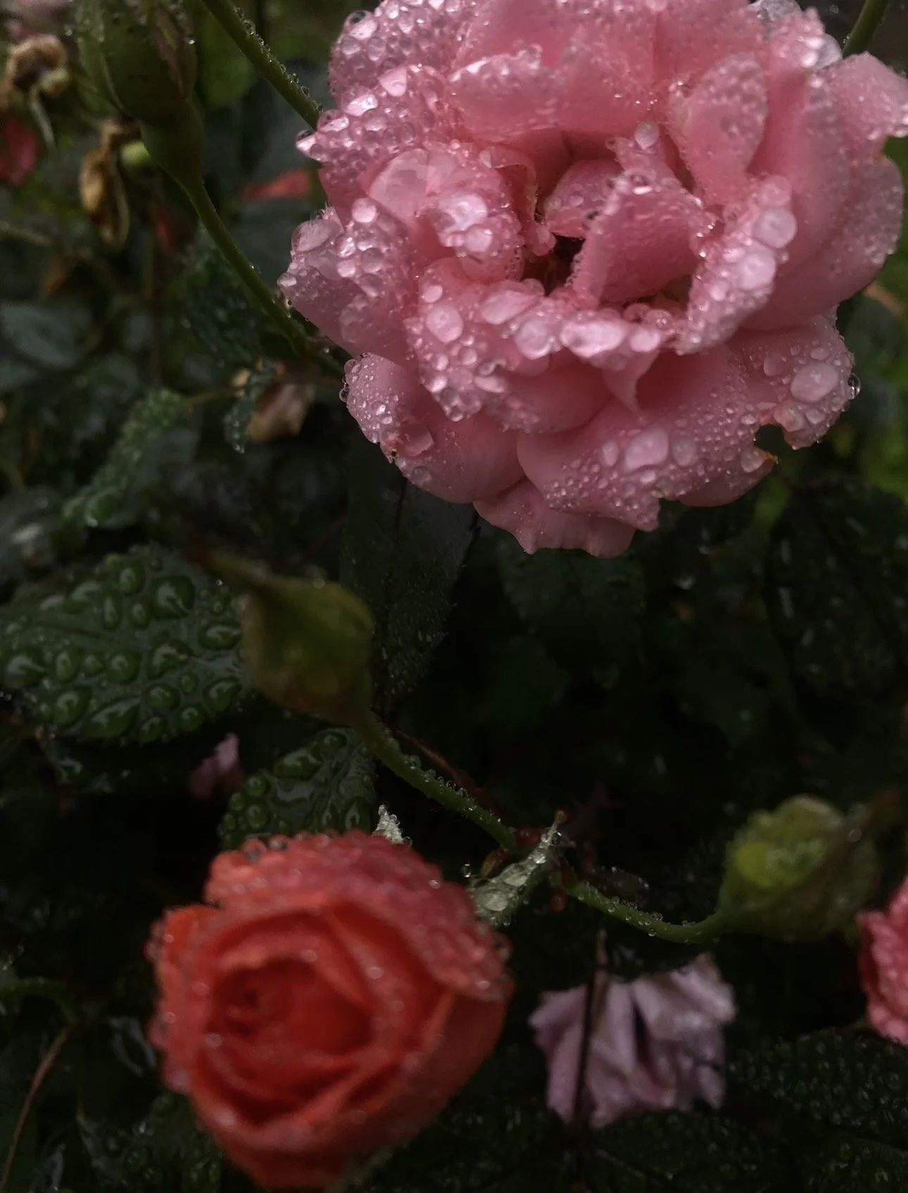 Close-up of pink and red roses with water droplets on petals and leaves. Photographed by udee bassey.