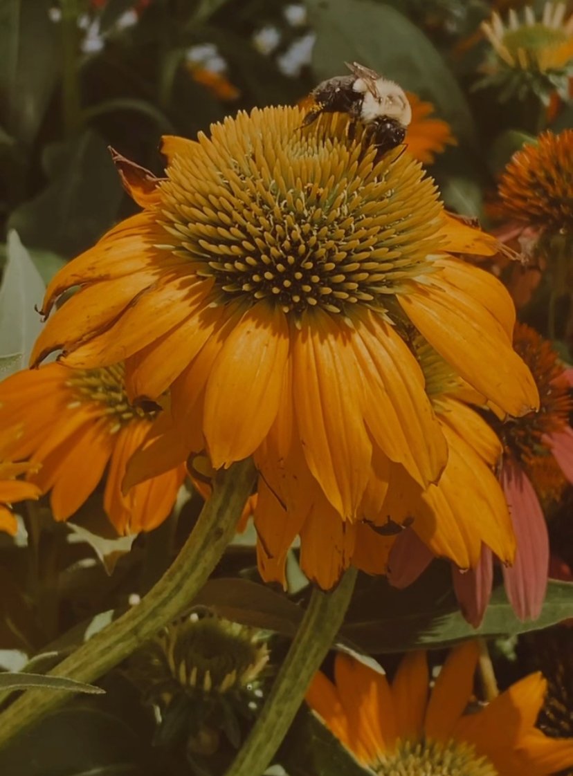 Yellow-orange coneflower with a bee collecting nectar. Photographed by udee bassey.
