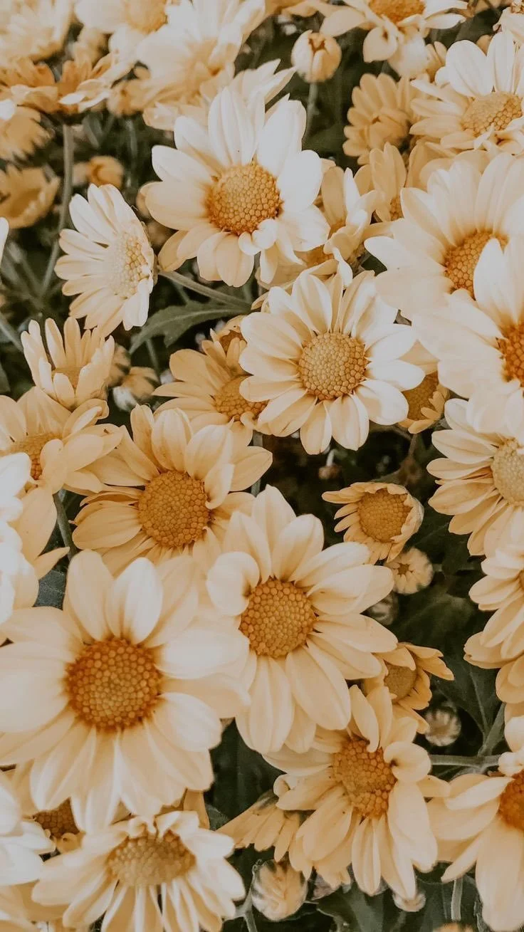 Cluster of cream-colored daisies with yellow centers. Photographed by udee bassey.