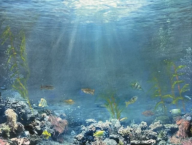 Client Judy & Ed Bender -drawing -more fish, more coral-cropped better.jpeg