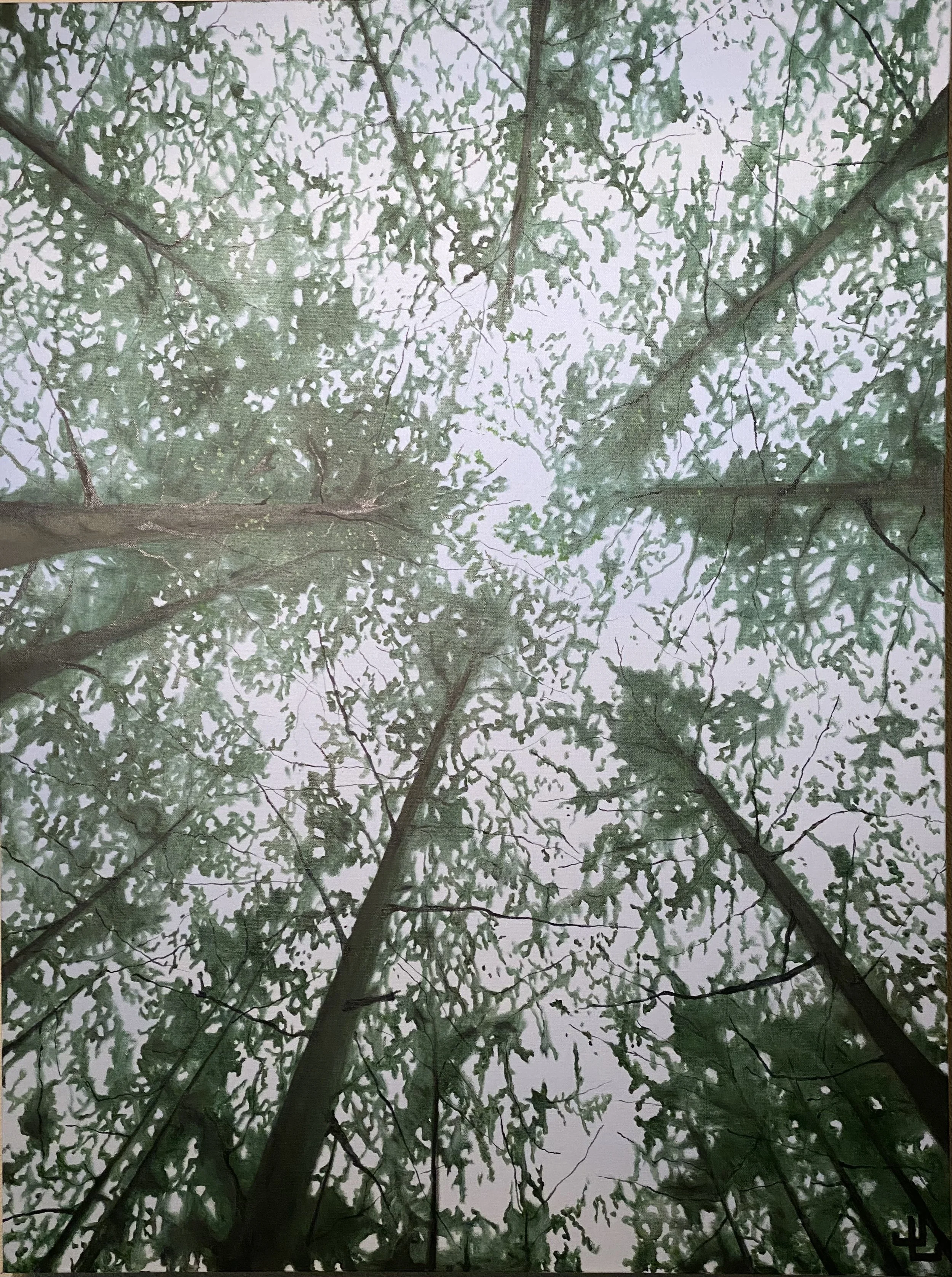 Mt. Tabor Series: Canopy