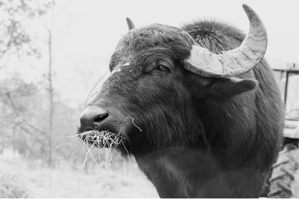 Holiday Brunch on the Farm