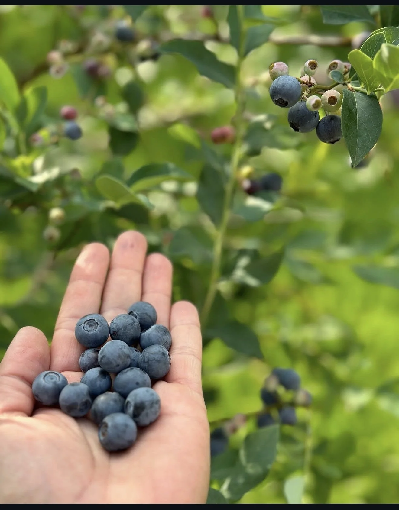Blueberry Picking!