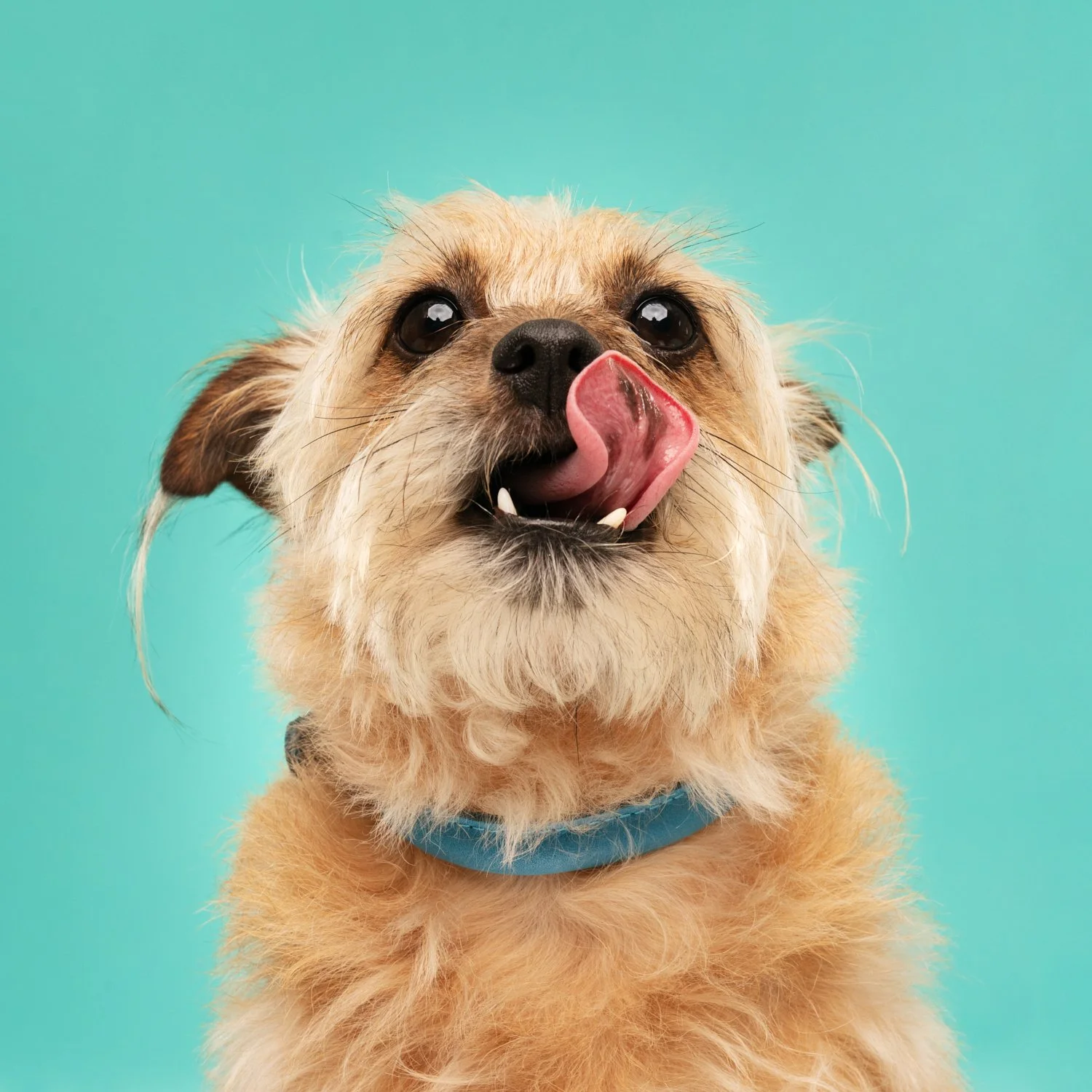 snaggletooth